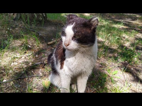Видео: 💔Бездомный умирающий кот жалобно смотрел на людей😢ему некуда идти и просить помощи Saving the cat