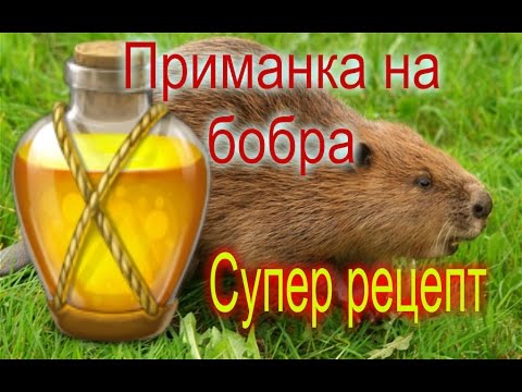 Видео: Приманка на бобра, конкретно, подробно, лучший рецепт.