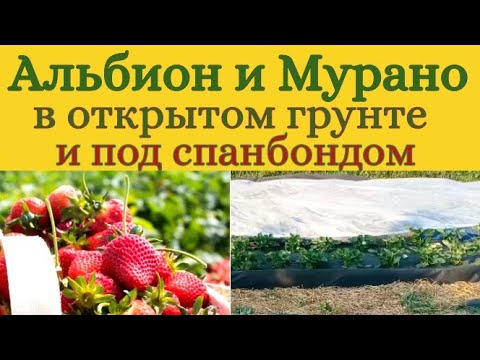 Видео: Альбион и Мурано. Развитие с укрытием и без. Обзор сортов