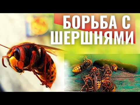 Видео: БОРЬБА С ШЕРШНЯМИ