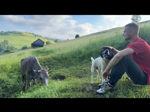 Видео: Как молодой человек живет и работает в горах. деревня и домашние животные