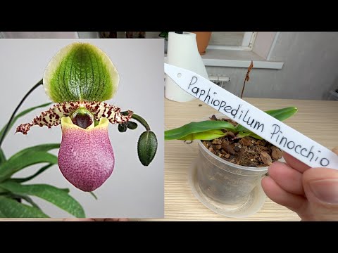 Видео: нельзя у орхидеи их срезать МАЛО КТО ВЕРИЛ ЧТО ВЫЖИВЕТ ОРХИДЕЯ пафиопедилум