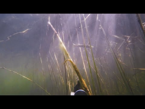 Видео: Подводная охота в Подмосковье.  ЧИСТАЯ ВОДА  2021 ///Spearfishing in Russia