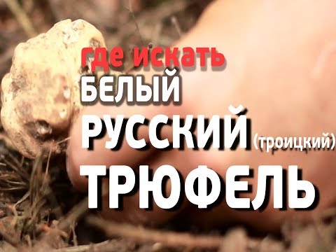 Видео: Как найти ТРЮФЕЛЬ - настоящий русский белый (Троицкий) truffle