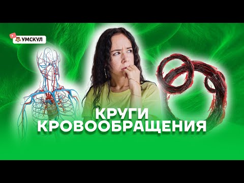 Видео: Круги кровообращения | Биология ЕГЭ 2022 | Умскул