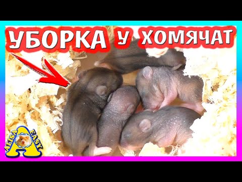 Видео: ПЕРВАЯ УБОРКА У ХОМЯЧАТ КЕМПБЕЛЛА СТЕШИ /  ХОМКИ КНОПОЧКА / УБОРКА КЛЕТКИ ХОМЯКА ПЕПСИ / Alisa Easy