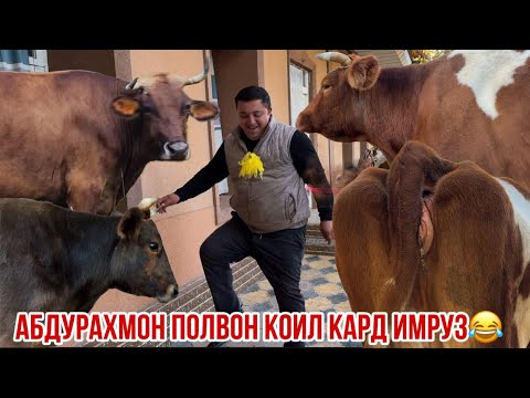 Видео: Молхои Абдурахмон полвон барои мухлисош 😂 6 ноября 2025 г.