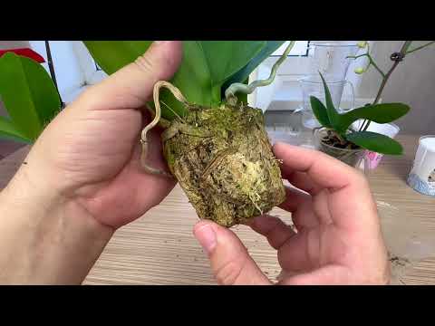 Видео: орхидеи после покупки во мхе // БЫСТРАЯ обработка орхидей от насекомых вредителей