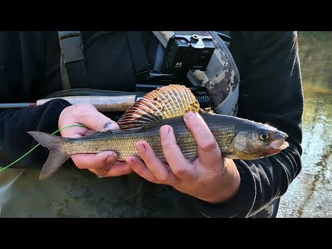Видео: БЕШЕНЫЙКЛЁВ!!!. Ловим трофейного хариуса в Псковской области.
