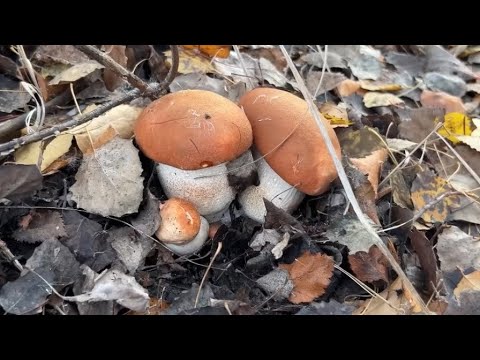 Видео: Подосиновики гиганты. Осень 2025.