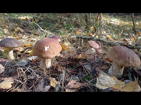 Видео: Зашёл на островок а там... Глазами рыскал и нашёл из! Тихая охота удалась.