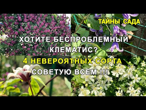 Видео: Клематисы в моём саду. Сорта клематисов. Обзор и цветение клематисов. Четыре невероятных сорта.