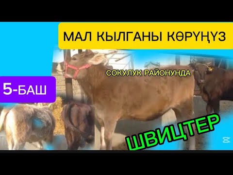 Видео: УРГААЧЫ ТОРПОКТОР САТЫЛАТ ЧҮЙ ОБЛУСУ СОКУЛУК РАЙОНУНДА МАЛ КЫЛГАНГА ЖАКШЫ ЭКЕН Чалыңыз 