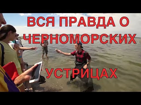 Видео: Вся правда о черноморских устрицах!Устрицы. Как едят устриц.