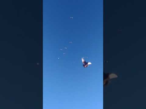 Видео: Курский турман