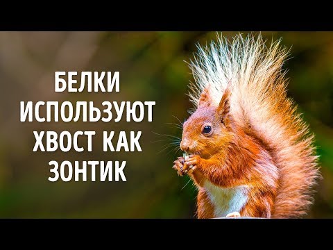 Видео: 50 Фактов о Животных, Которые Растопят Любое Сердце