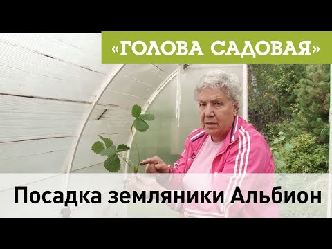 Видео: Голова садовая - Посадка земляники Альбион