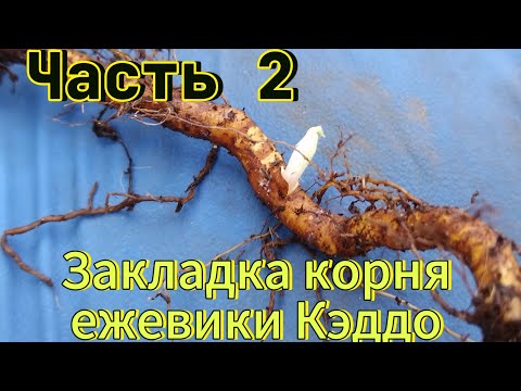 Видео: Закладка корня ежевики Кэддо- промежуточный этап