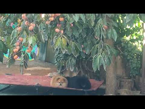 Видео: Шпицули красотули 🥰 Детки в продаже 🥰 Продажа доставка по миру+79788972514