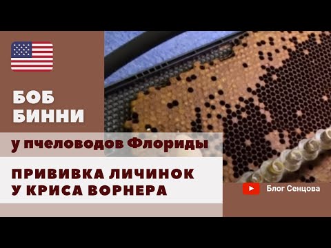 Видео: 144 семьи-воспитательницы и прививка личинок в хозяйстве Криса Ворнера. Пчеловоды Флориды (часть 3)