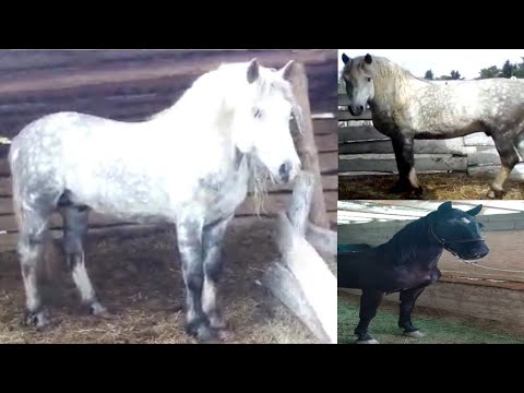 Видео: Өтө  келишкен сындуу Аттар сатылып жатат.