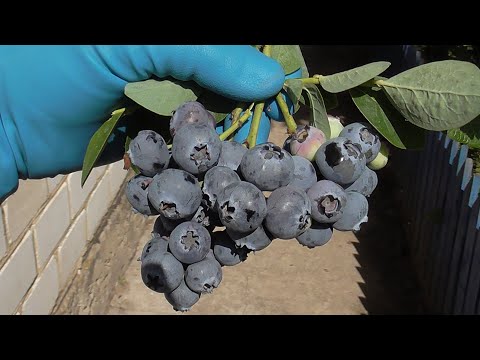 Видео: ГОЛУБИКА  на нашем участке. Обзор сортов.