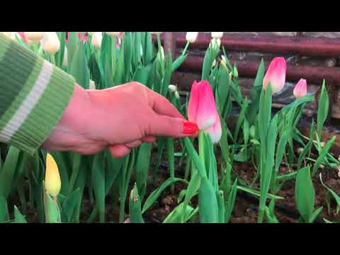 Видео: Выгонка на 8 Марта 19 февраля