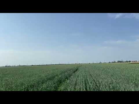 Видео: Тритикале и лён. Что это такое?