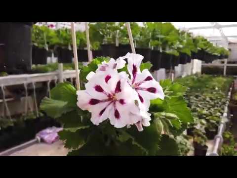 Видео: Итоги 8 МАРТА 2020 года. Пеларгония. Ответы на вопросы и обзор рассадника.