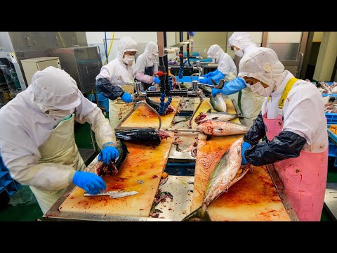 Видео: Обработка желтохвоста. Полное освещение работы магазина быстрого реагирования, который ловит желтохв