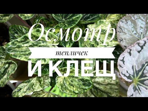 Видео: Сюрприз в тепличке и непредвиденные  обработки 