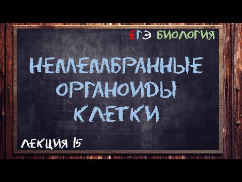 Видео: Л.15 | НЕМЕМБРАННЫЕ ОРГАНОИДЫ КЛЕТКИ | ОБЩАЯ БИОЛОГИЯ ЕГЭ