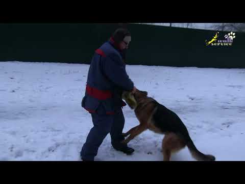 Видео: Много здоровья у этой немецкой овчарки, дрессировка собак
