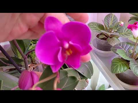 Видео: Куча цветоносов! Начинают зацветать мои орхидейки 🤗радость #орхидея #фаленопсис 