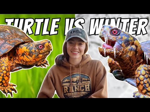Видео: Готовлю черепаху к зиме!
