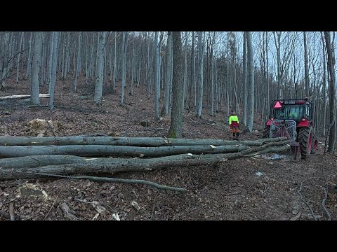 Видео: Вырубка и приближение к буку, снова наступили минусовые температуры 🥶, Амлес, Штиль 462, Зетор,