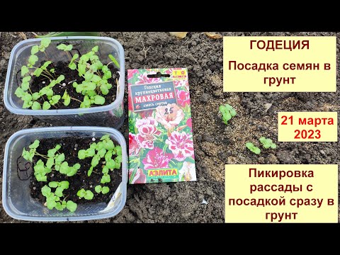 Видео: Годеция. Посадка в грунт семенами и рассадой. Новый опыт пикировки сразу в грунт. Март 2023.