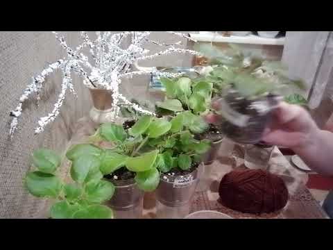 Видео: Перевожу фиалки на фитильный полив