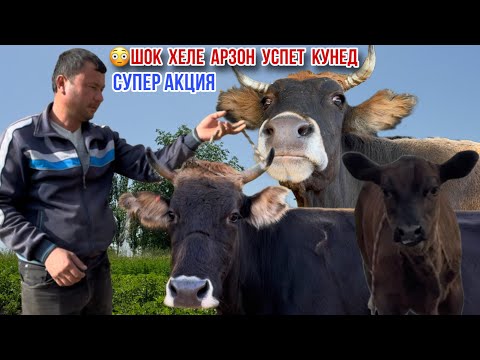 Видео: Мана НАРХХОИ ХЕЛЕ АРЗОН АЗ КОМИЛЧОН 1 ноября 2025 г.