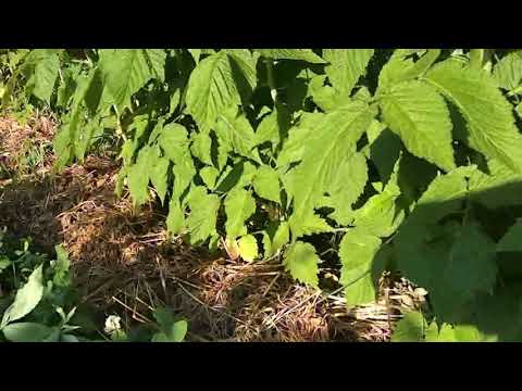 Видео: БІЗНЕС НА МАЛИНІ №5 НОРМУВАННЯ ПАГОНІВ В РЯДУ МАЛИНИ