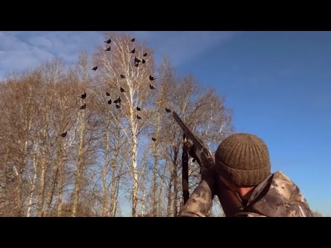 Видео: Охота на Тетеревов с Ружьём из Засидки. Великолепный налёт Чернышей на Макушку берёзы.