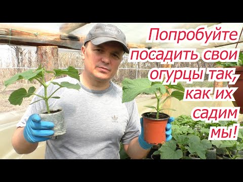 Видео: Наш способ посадки огурцов, при котором мы всегда с отличными урожаями!