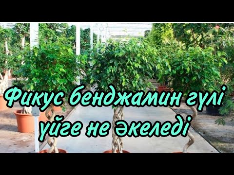 Видео: Фикус бенджамин гүлінің күтімі,пересадкасы,тыңайтқышы.   #үйгүлдері #гүл #пересадка