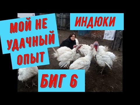 Видео: Индюки биг 6.Мой неудачный опыт.