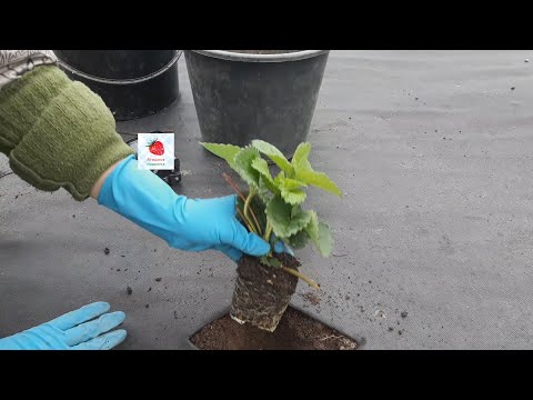 Видео: Посадка саженцев клубники