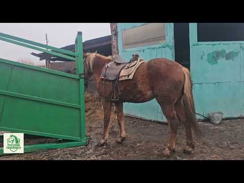 Видео: РАСПУТИЦА,  ЛОШАДЬ САМЫ ЛУЧШИЙ ВЕЗДЕХОД.  