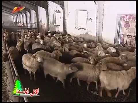 Видео: Шиху Қыстау