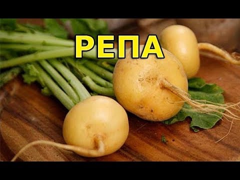 Видео: Репа. Простой рецепт из свежей репы