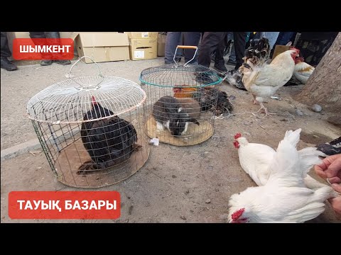 Видео: ШЫМКЕНТ ТАУЫҚ, ИТ БАҒАЛАРЫ. 11.02.24Ж