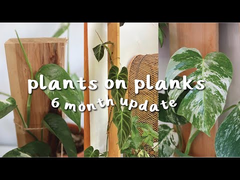 Видео: Обновление 6-месячных растений на досках | идеи для ваших растений на досках и мой опыт